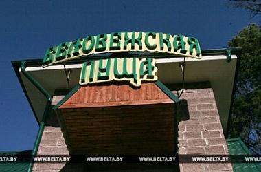 Фото: В Беловежской пуще обнаружены кремневые артефакты каменного века