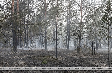 Фото: За сутки в стране ликвидировано почти 90 пожаров в экосистемах