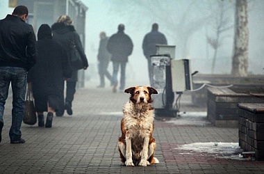 Фото: Оковы равнодушия