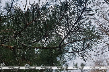 Фото: Оранжевый уровень опасности объявлен сегодня из-за сильного ветра