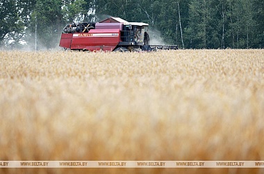 Фото: Over 8m tonnes of grain harvested in Belarus