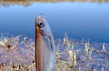Фото: Маленькая  и удаленькая