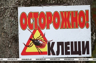 Фото: В Беларуси активизировались клещи