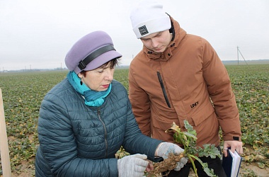 Фото: Как перезимовали сельхозкультуры?