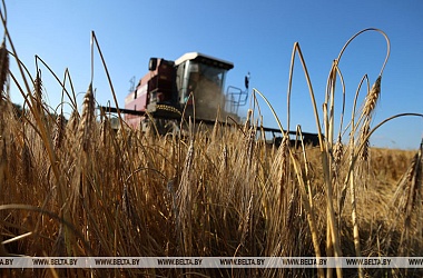 Фото: Belarus embarks on mass harvesting of grain