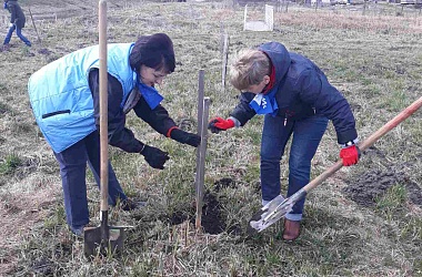 Фото: В этих кленах раскидистых мы наживемся...