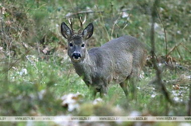 Фото: В Беларуси открыт сезон охоты на косулю