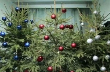 Фото: Экологи рассказали, что делать с новогодней елью после праздников
