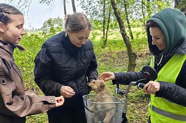 Фото: Щенок по кличке Победа, или Пионер в беде не бросит 