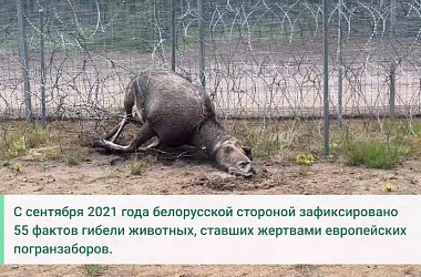 Фото: Литовский заградзабор убил очередного лося