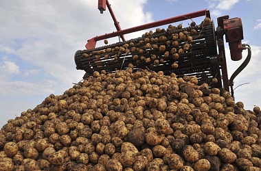 Фото: В Беларуси началась уборка картофеля