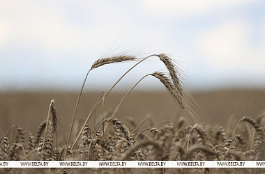 Фото: Nearly 80% of grain procurement plan fulfilled in Belarus