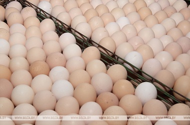 Фото: Производство сельхозпродукции в Беларуси в январе-октябре увеличилось на 3,2%