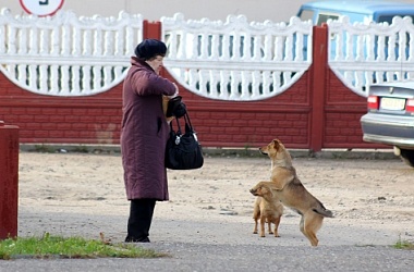 Фото: Мы в ответе за тех,  кого приручили