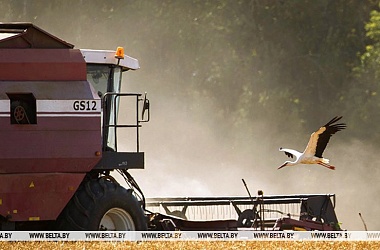 Фото: Belarus harvests over 5m tonnes of grain