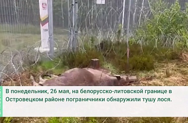 Фото: 53 жертва европейской колючки: на границе с Литвой обнаружен павший лось
