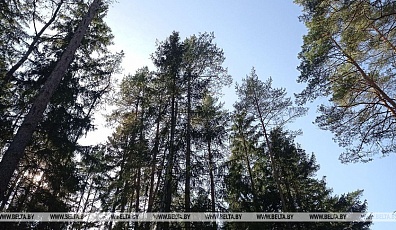 Фото: Ограничение на посещение лесов действует в Свислочском районе