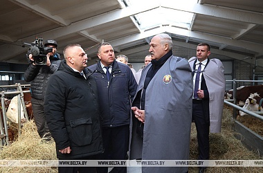 Фото: Александр Лукашенко ориентирует на более быстрое развитие племенного животноводства в Беларуси