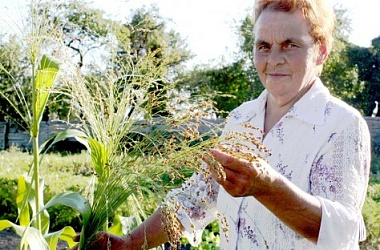 Фото: Brooms in the kitchen garden