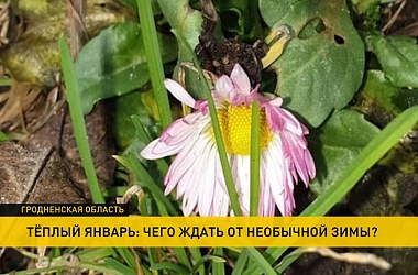 Фото: Аномально теплая зима: в Гродненской области собирают лисички, на дачных участках зацвела клубника