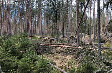 Фото: «Прямая линия» по вопросам наведения порядка в лесу