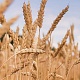 Фото: Новый сорт яровой мягкой пшеницы вывели белорусские ученые