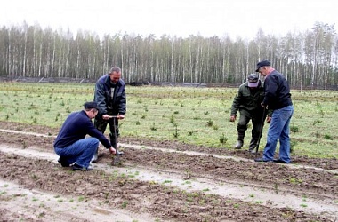 Фото: Растите, деревья!