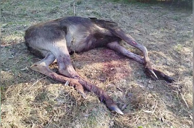 Фото: На границе с Литвой погиб очередной лось