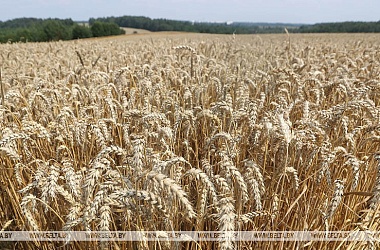 Фото: Belarus harvests 2m tonnes of grain