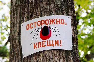 Фото: Клещи на пике активности