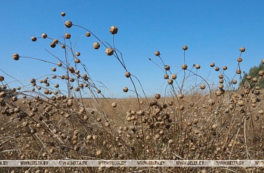 Фото: Flax harvesting reaches final phase in Belarus