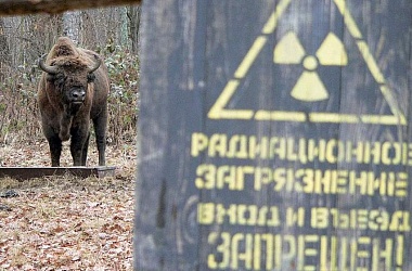 Фото: Чернобыль 40 лет спустя. В зону отчуждения вернулись животные, находящиеся под угрозой исчезновения