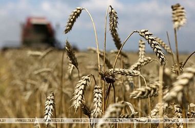 Фото: Nearly 7.9m tonnes of grain harvested in Belarus